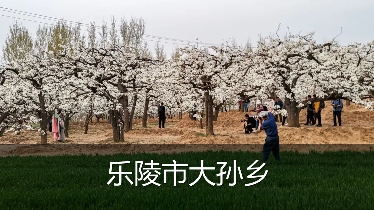 乐陵市大孙乡